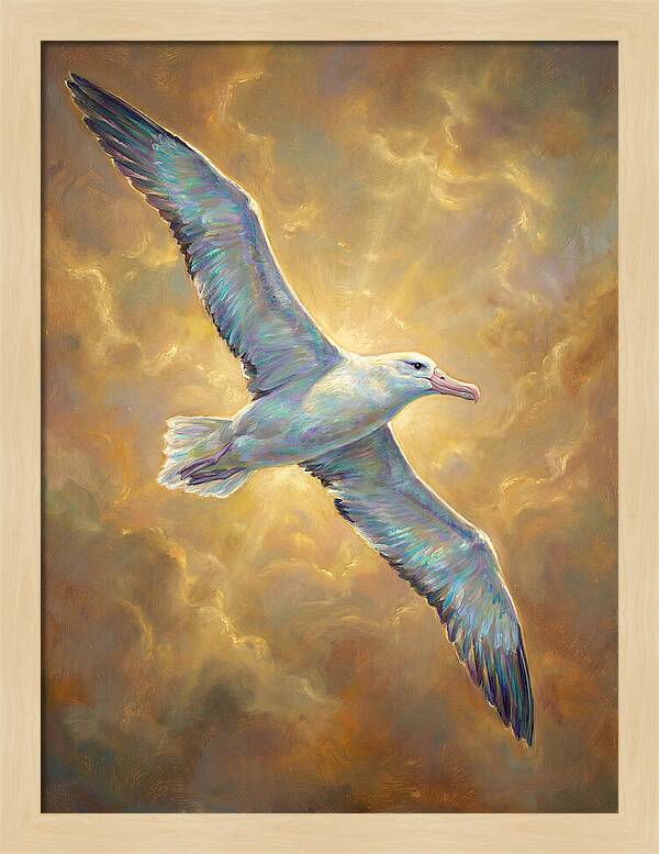 Albatross In Flight