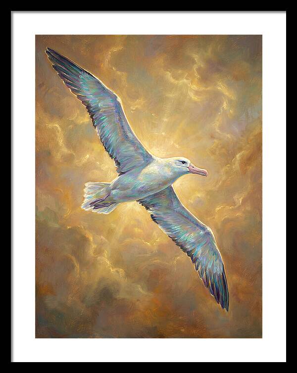 Albatross In Flight