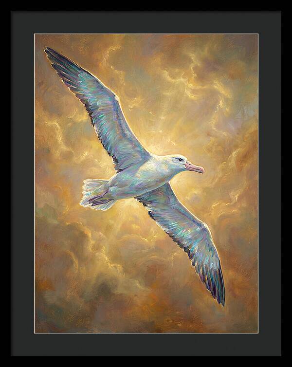 Albatross In Flight