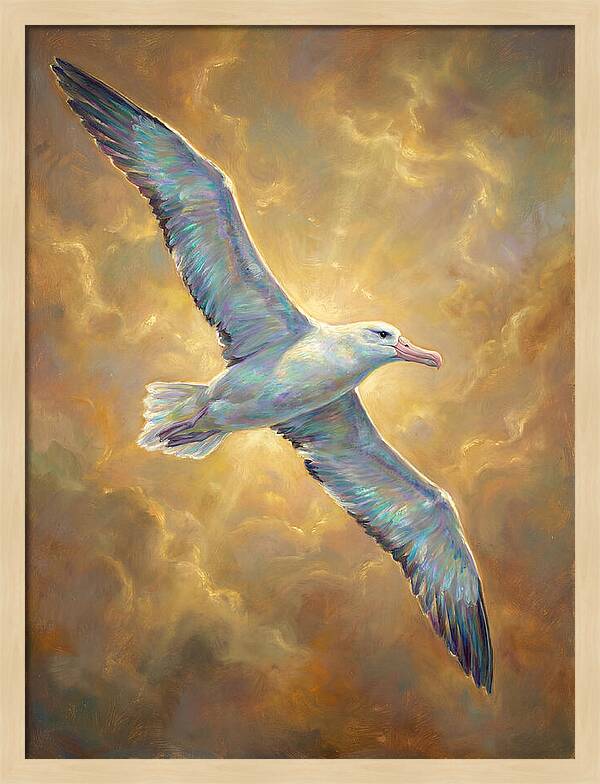 Albatross In Flight
