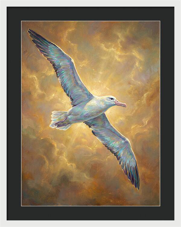Albatross In Flight