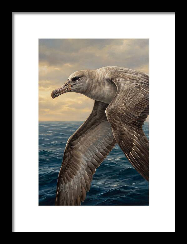 Albatross In Flight
