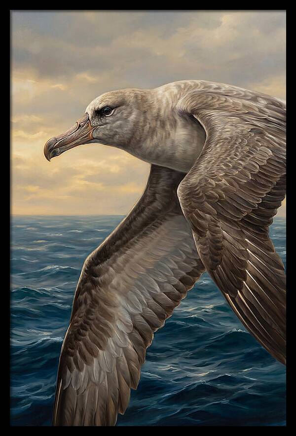 Albatross In Flight