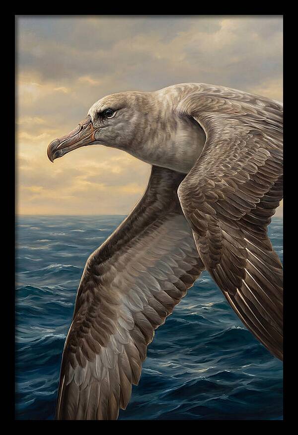 Albatross In Flight