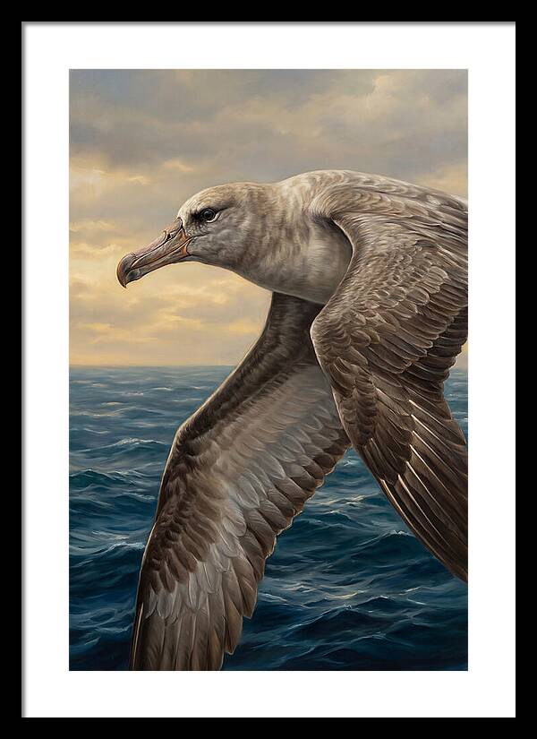 Albatross In Flight