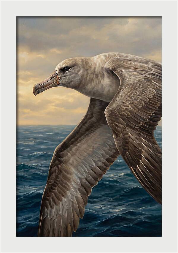 Albatross In Flight