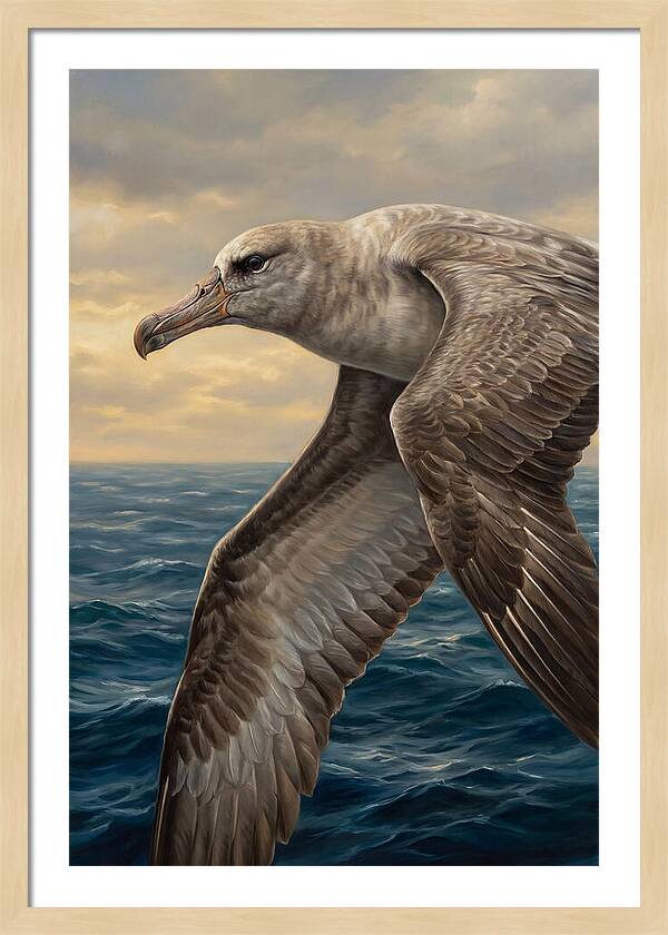 Albatross In Flight