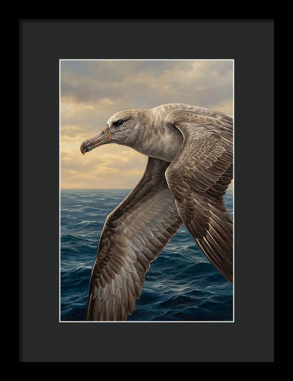 Albatross In Flight