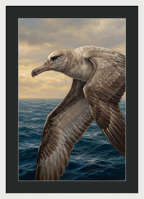 Albatross In Flight