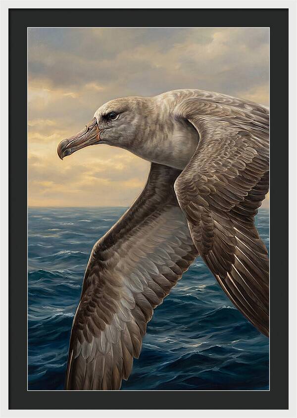 Albatross In Flight