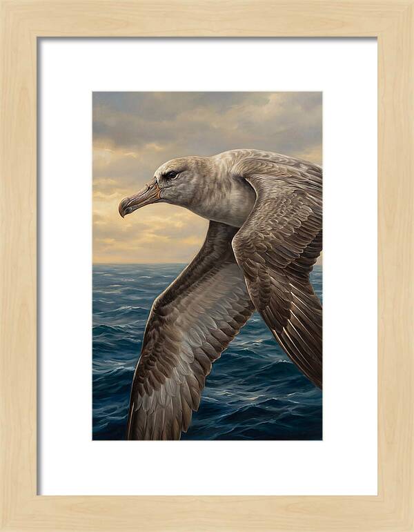 Albatross In Flight
