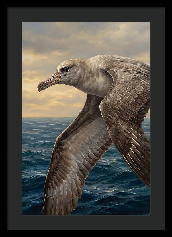 Albatross In Flight