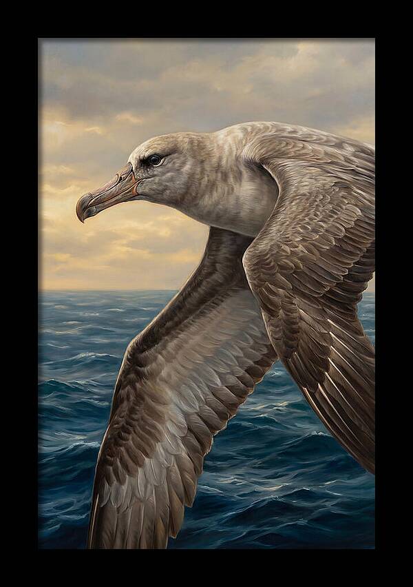 Albatross In Flight