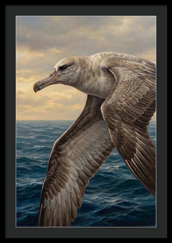 Albatross In Flight
