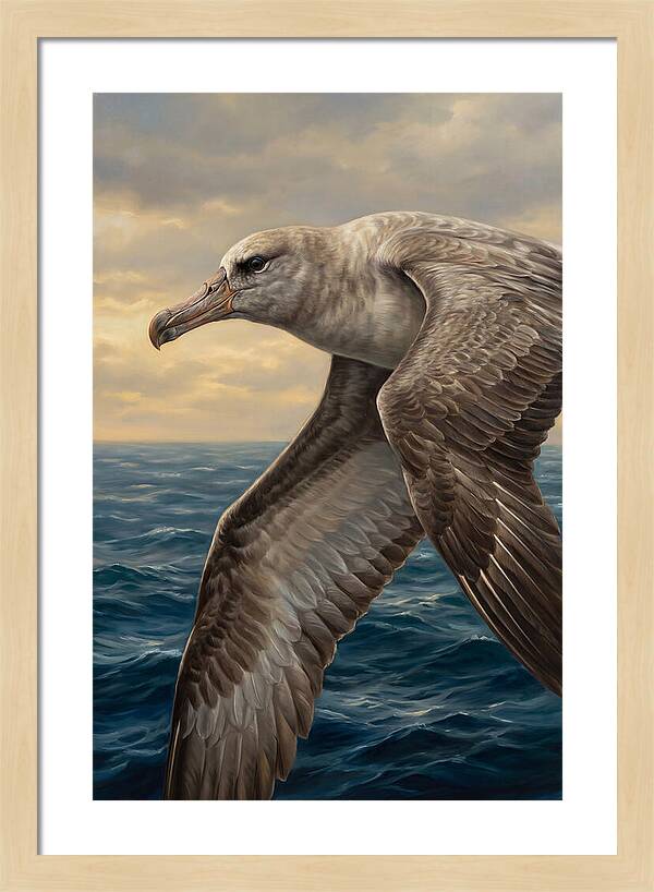 Albatross In Flight