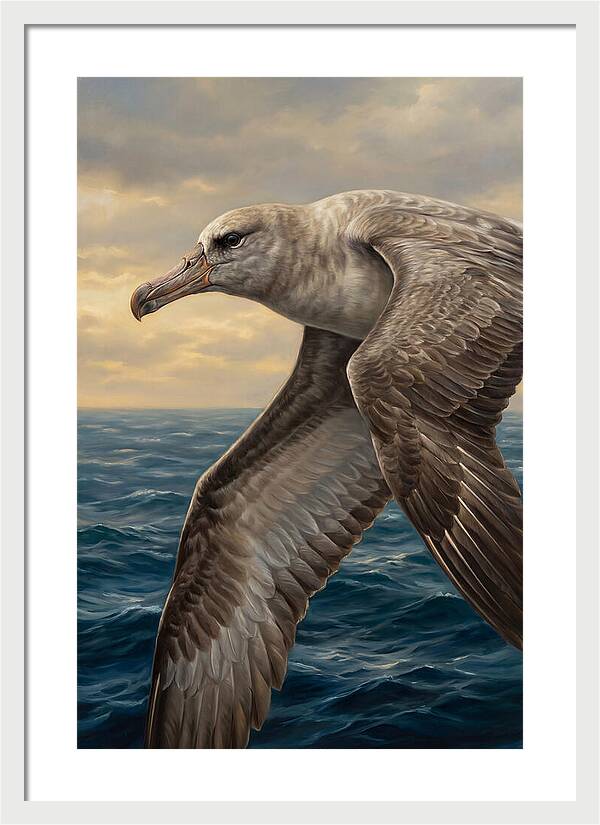 Albatross In Flight