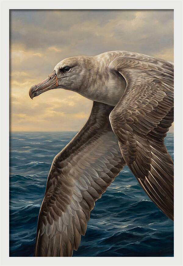 Albatross In Flight