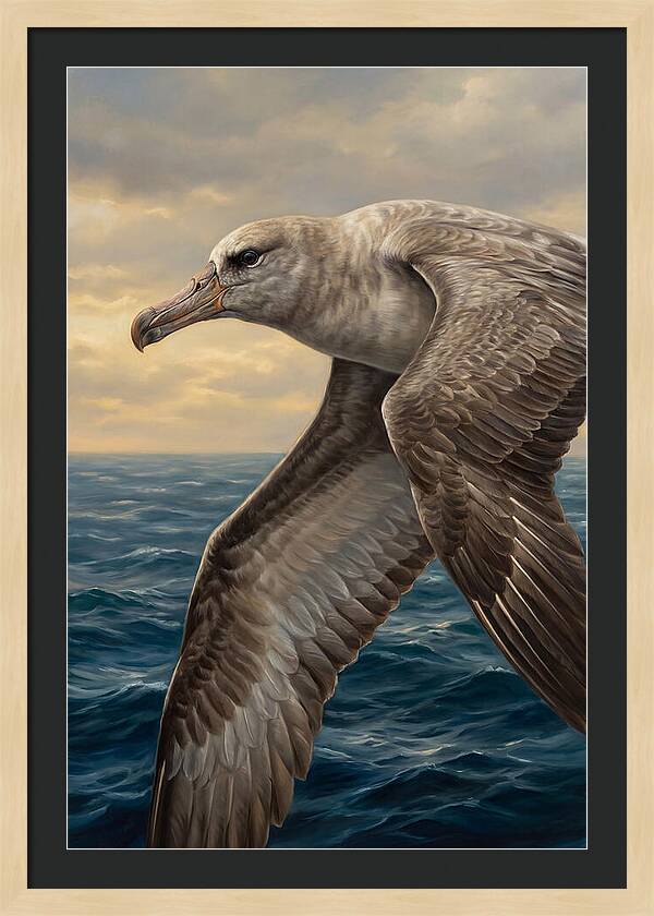 Albatross In Flight