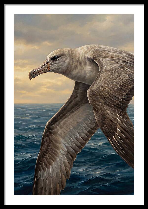 Albatross In Flight