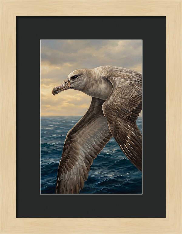 Albatross In Flight