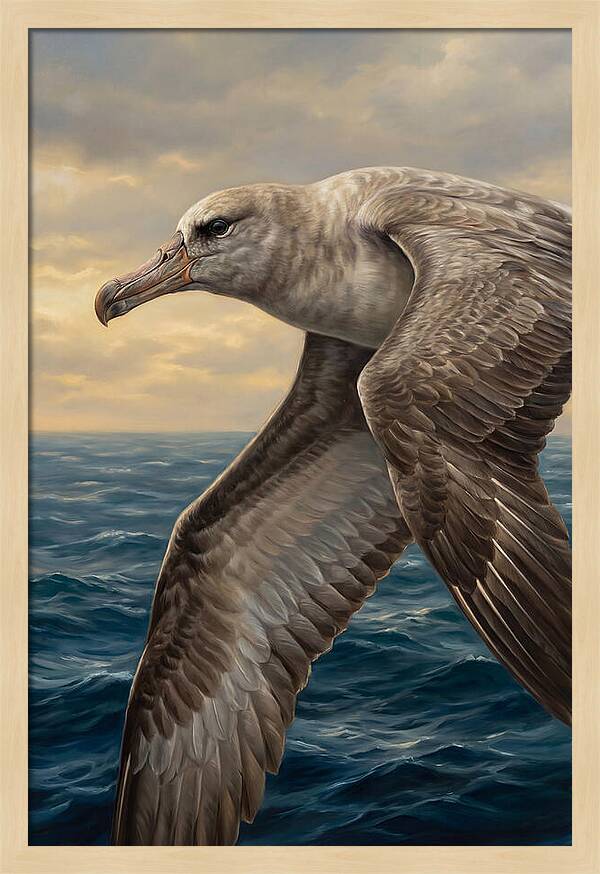 Albatross In Flight