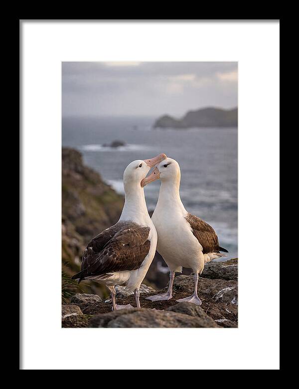 Albatross Pair Bonding