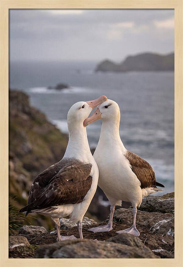 Albatross Pair Bonding