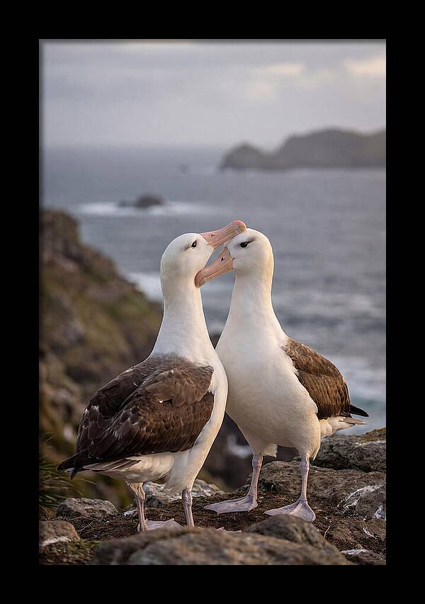 Albatross Pair Bonding