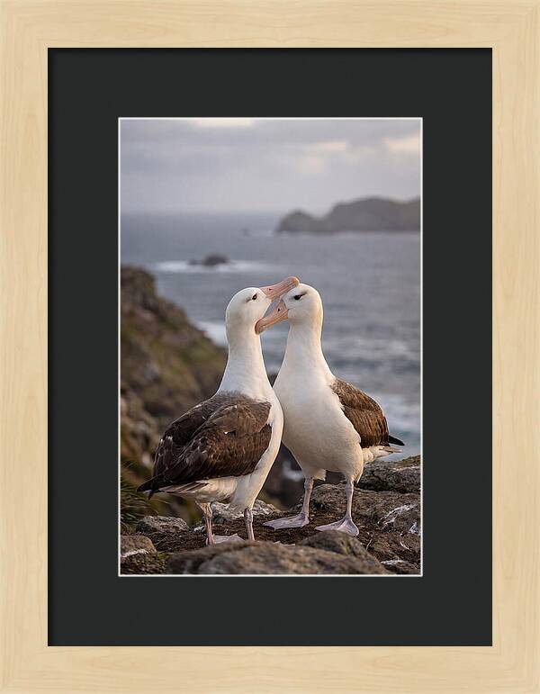 Albatross Pair Bonding