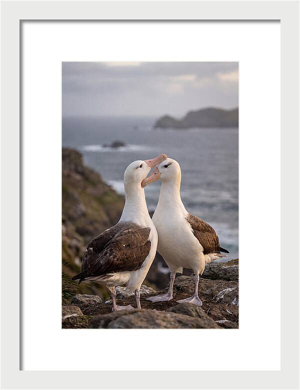 Albatross Pair Bonding
