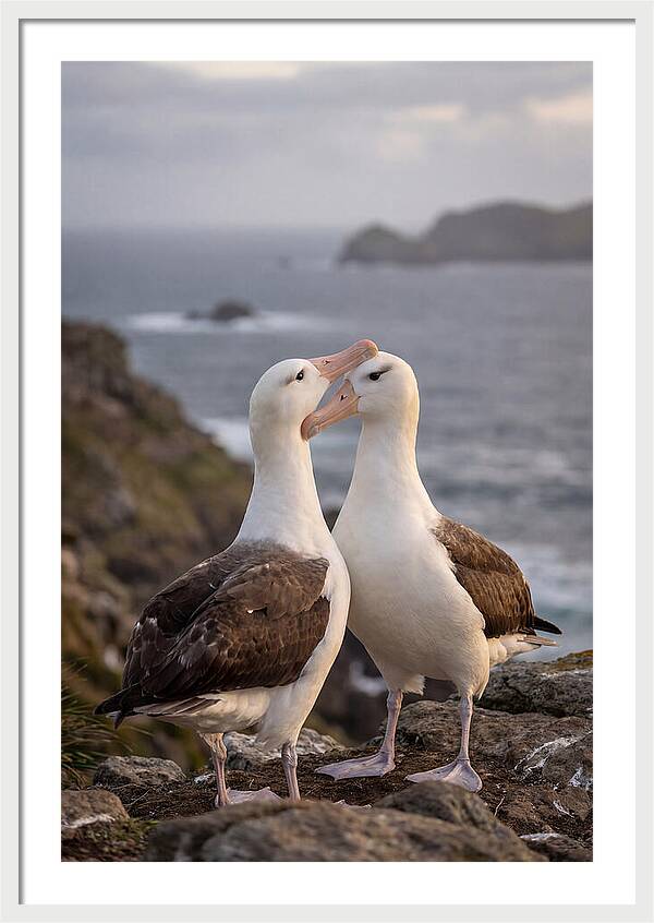 Albatross Pair Bonding