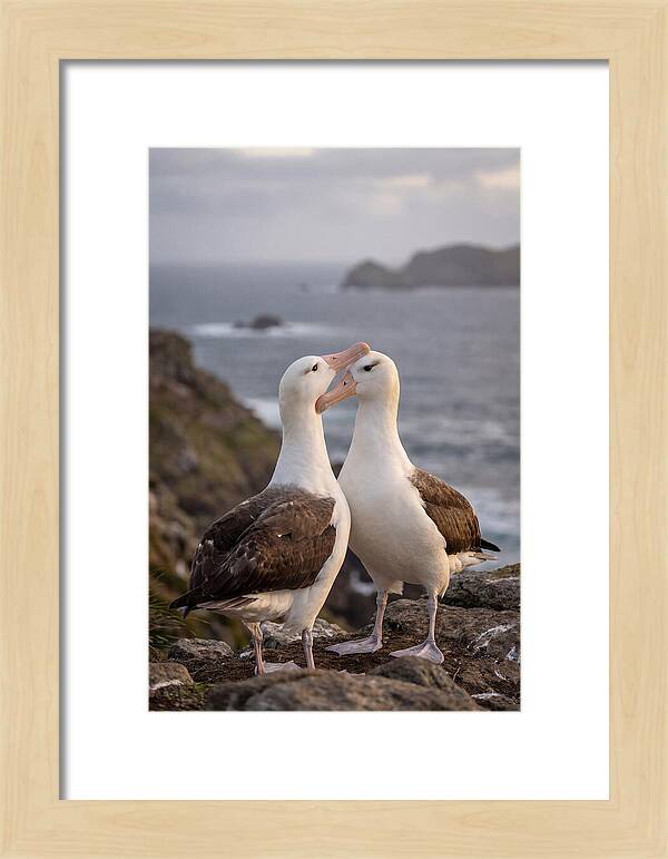 Albatross Pair Bonding