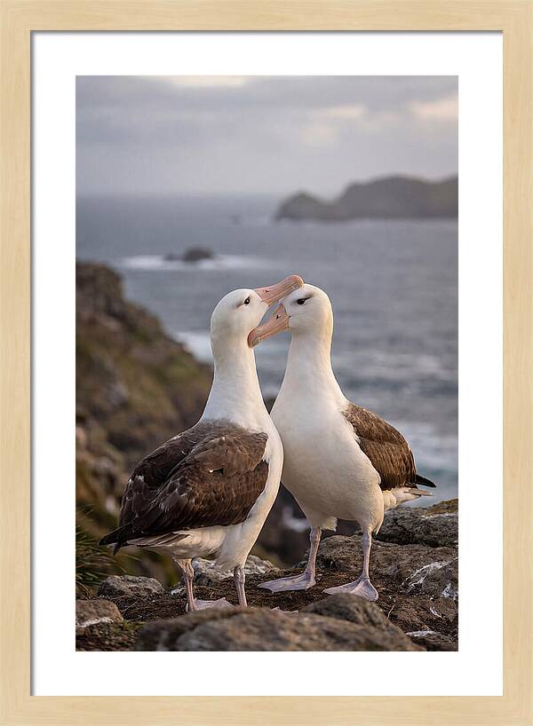 Albatross Pair Bonding