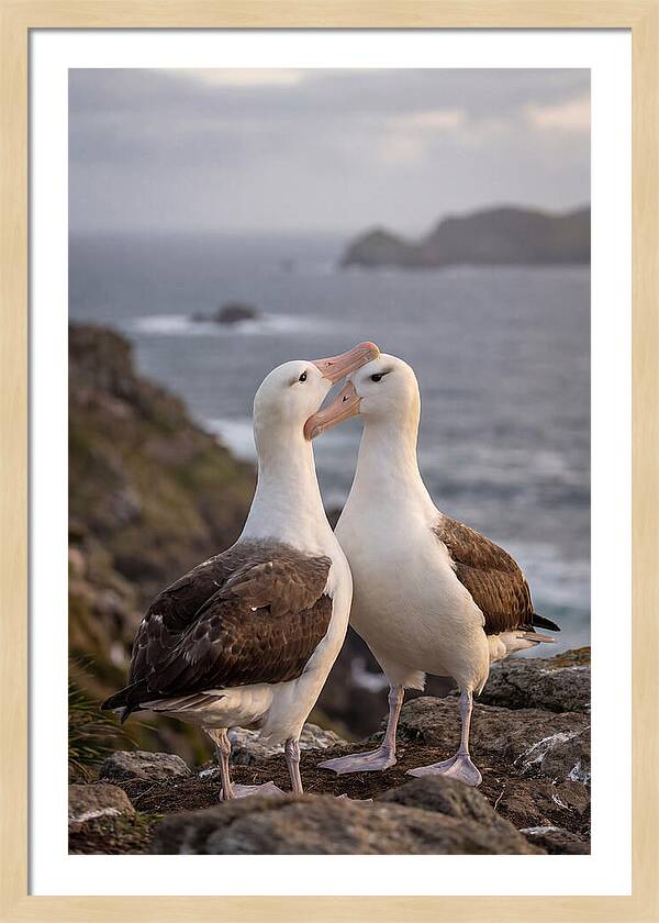 Albatross Pair Bonding