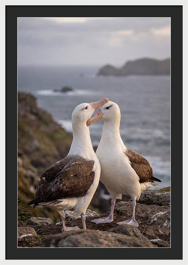 Albatross Pair Bonding