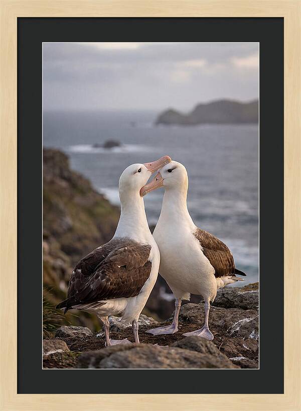 Albatross Pair Bonding