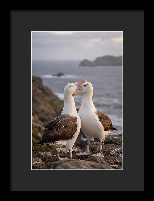 Albatross Pair Bonding