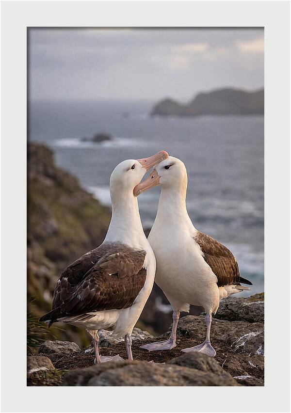 Albatross Pair Bonding