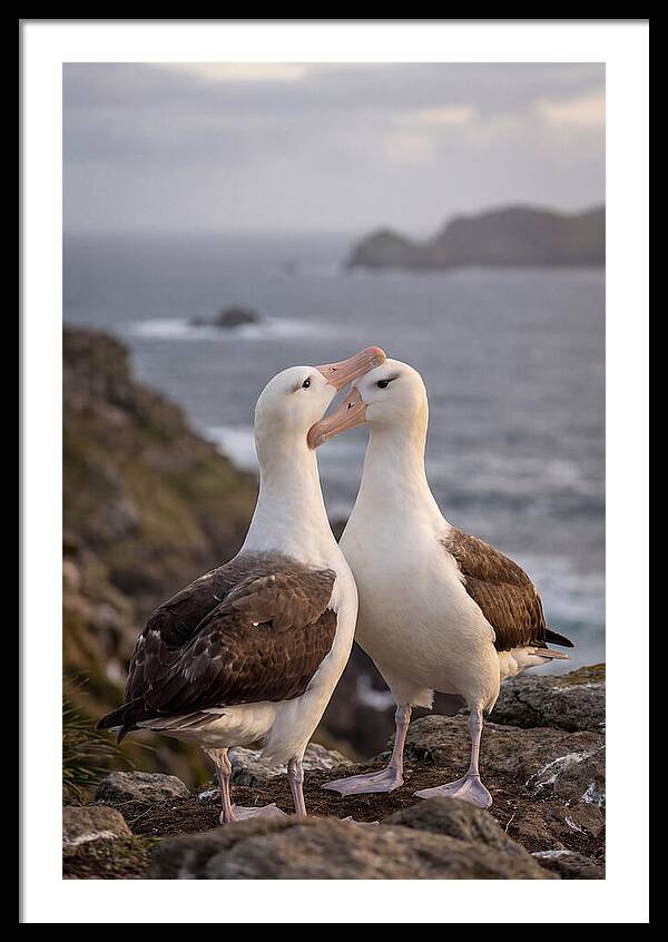Albatross Pair Bonding