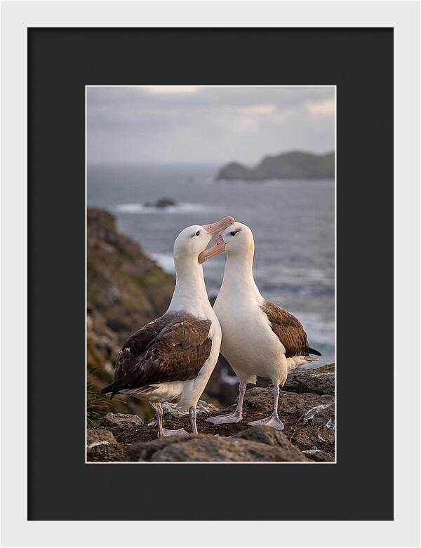 Albatross Pair Bonding