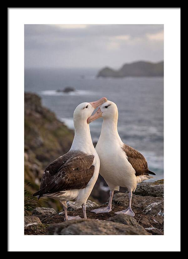 Albatross Pair Bonding