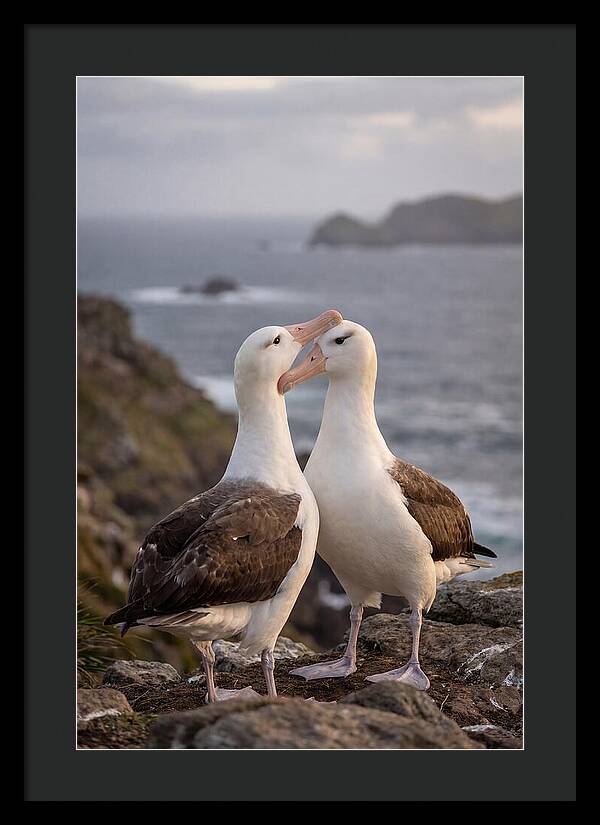 Albatross Pair Bonding