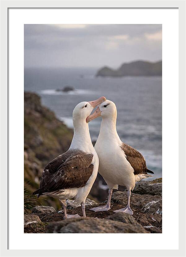 Albatross Pair Bonding