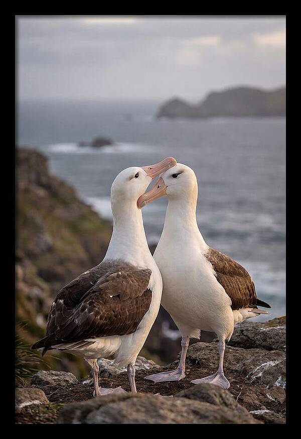 Albatross Pair Bonding