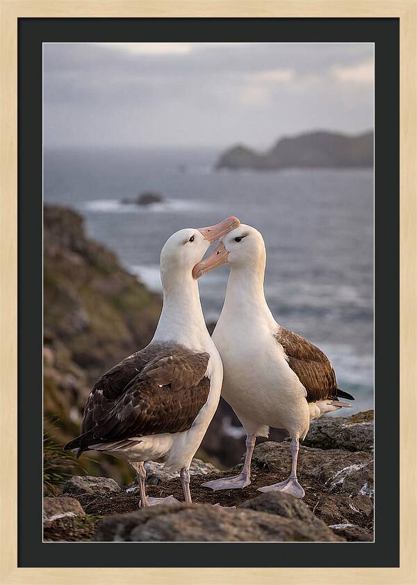 Albatross Pair Bonding