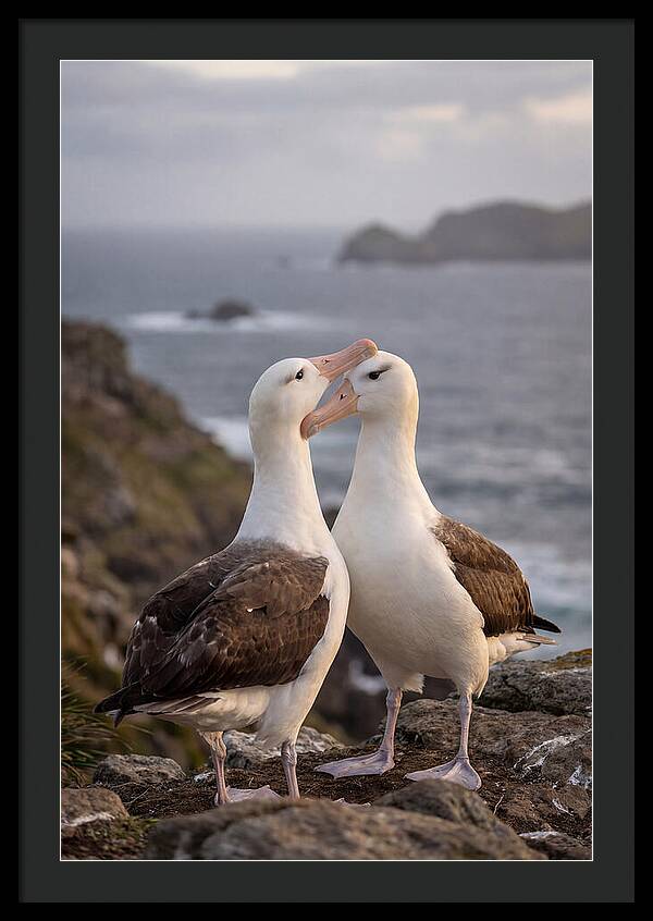 Albatross Pair Bonding