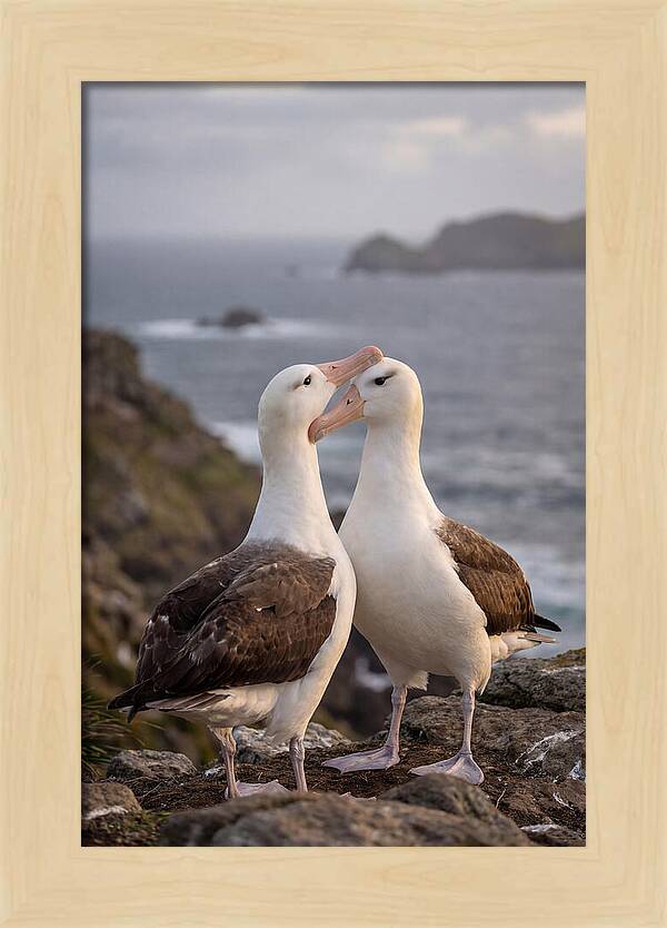 Albatross Pair Bonding