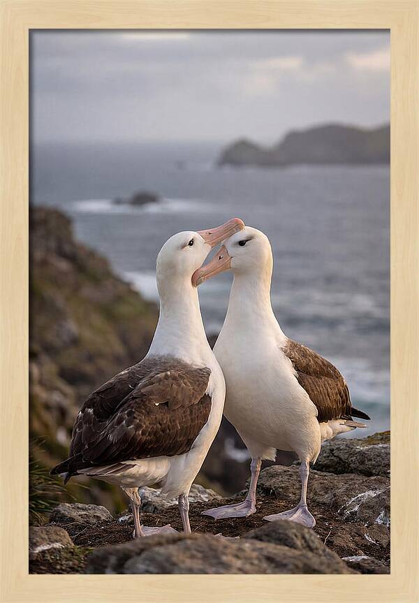 Albatross Pair Bonding
