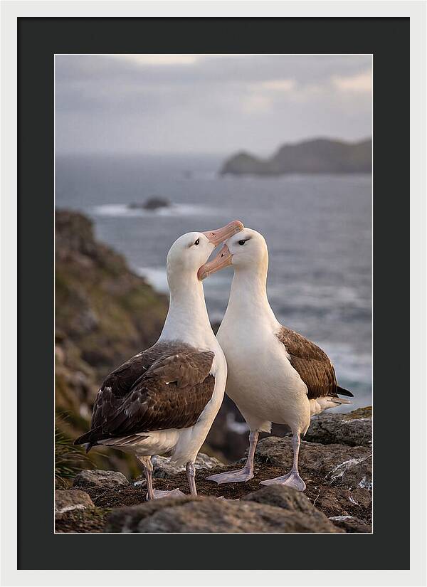 Albatross Pair Bonding