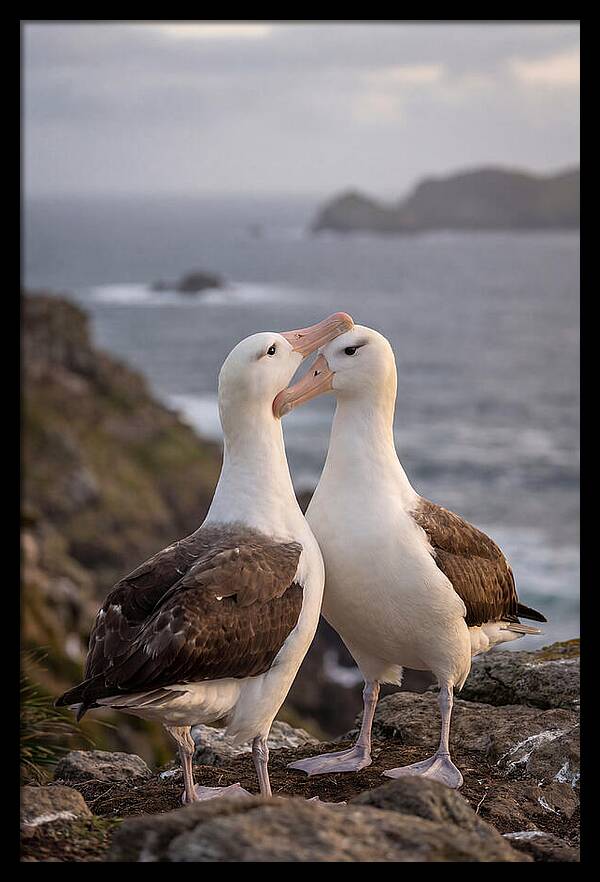 Albatross Pair Bonding